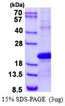 Human PDZD11 / PISP Protein (Recombinant His)