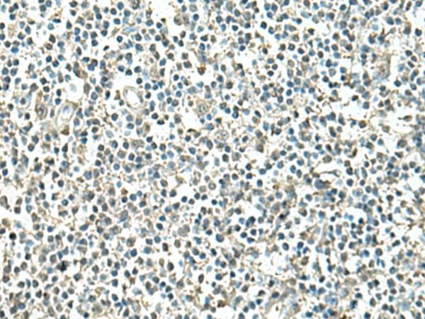 ATP6V1C1 Antibody