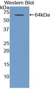 MBP Antibody