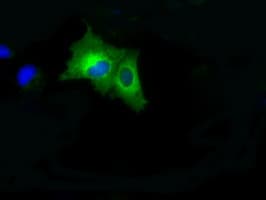 Monoclonal Mouse anti-Human BRAF / B-Raf Antibody (clone OTI1E2, IHC, IF, WB)