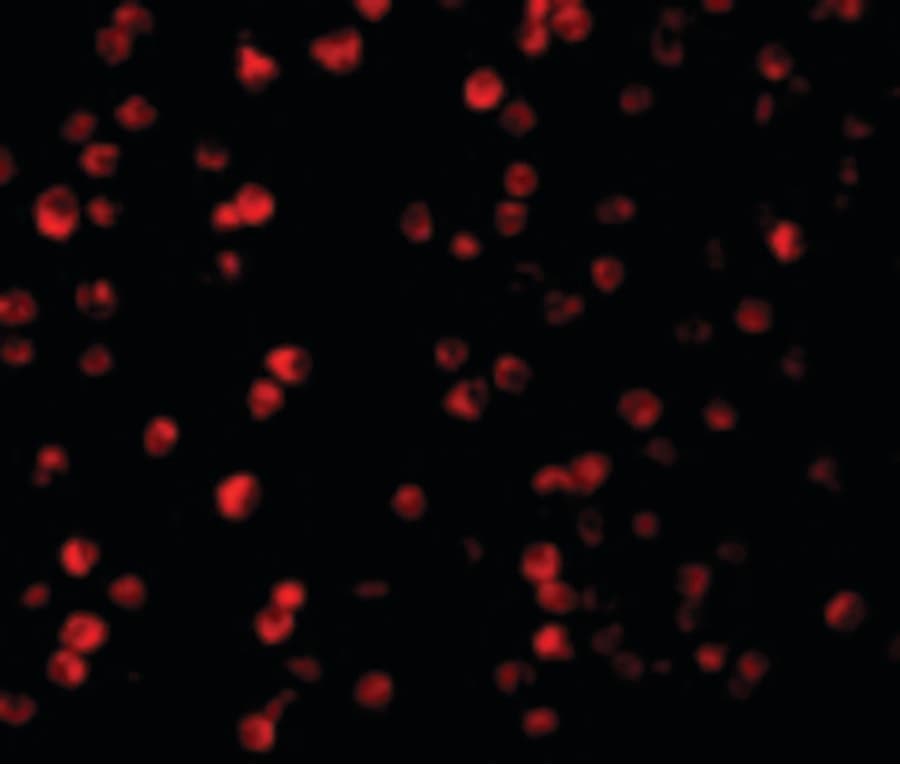 IHC-plus™ Raptor / Mip1 Antibody