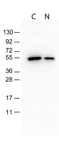 DYKDDDDK Tag Antibody (clone 29E4.G7)