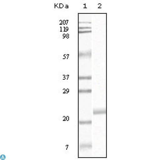 EPHB4 / EPH Receptor B4 Antibody