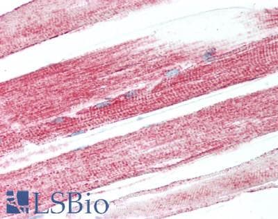 IHC-plus™ PARG Antibody