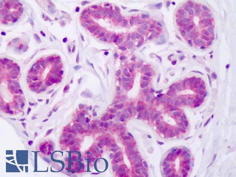 IHC-plus™ NOTCH1 Antibody (aa2272-2488)