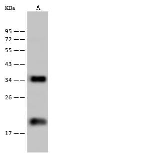 C/EBP Beta / CEBPB Antibody (Preservative Free)