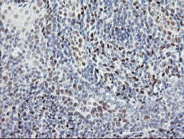 TLE1 / TLE 1 Antibody (clone OTI1D6)