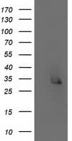 ERCC1 Antibody (clone OTI1H1, Carrier-free)