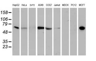 EPN2 Antibody (clone OTI1C5, Carrier-free)