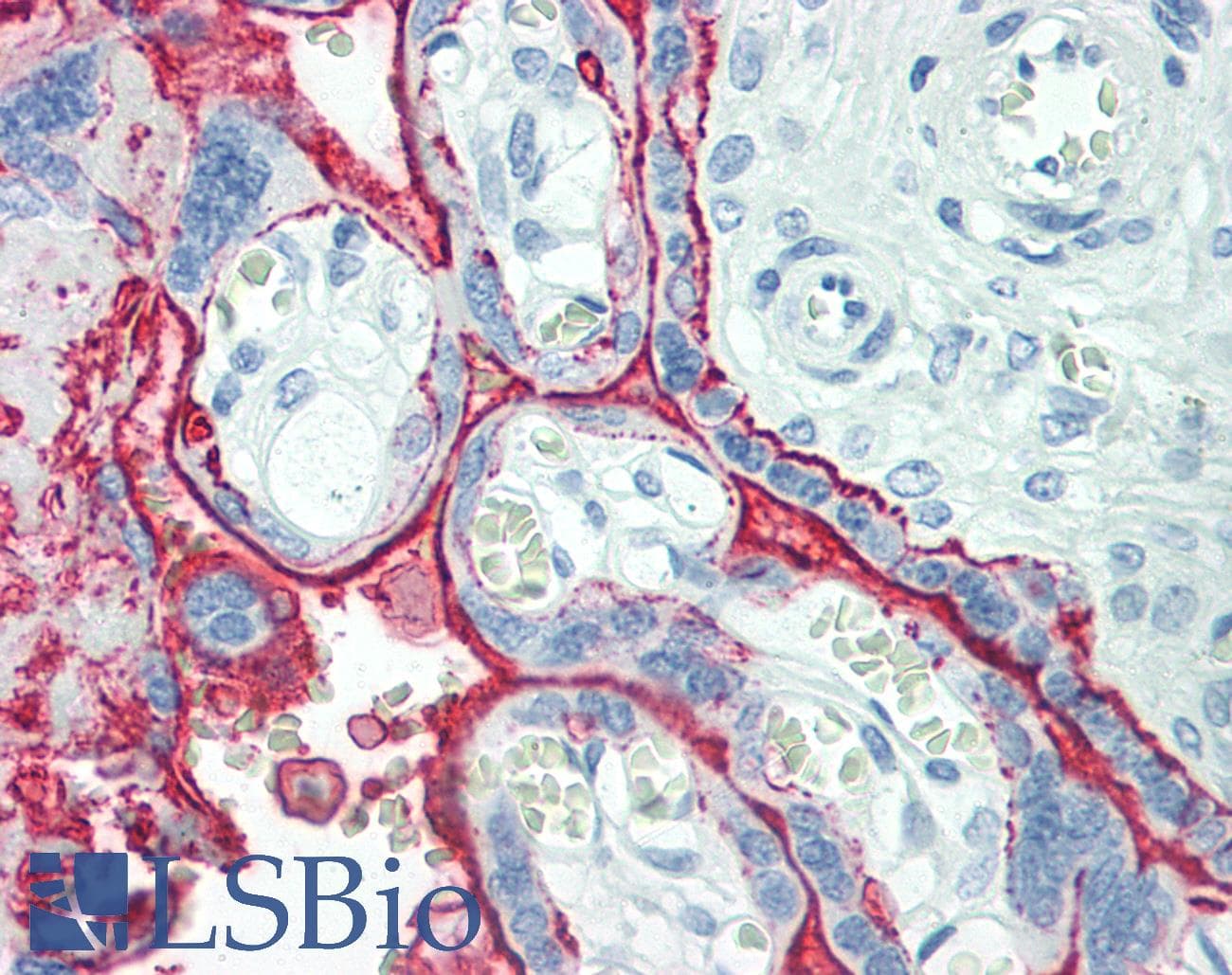 PathPlus™ PLAP / Alkaline Phosphatase Antibody