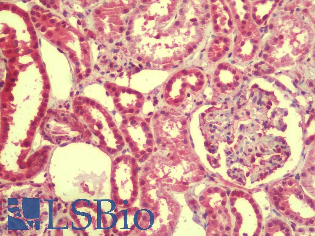 IHC-plus™ EMX1 Antibody