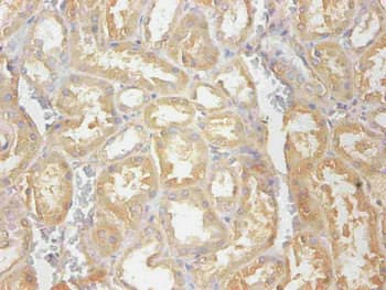 IHC-plus™ CST3 / Cystatin C Antibody