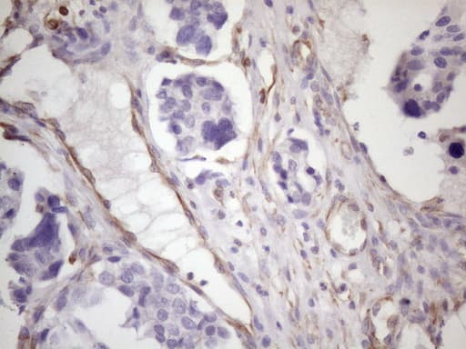 CSF2 / GM-CSF Antibody (aa18-144, clone OTI1A3, Carrier-free)