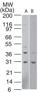 HTRA1 Antibody (aa234-249)