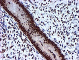 USP7 / HAUSP Antibody (clone OTI1F12, Carrier-free)
