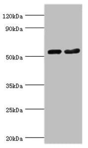 SEPT7 / Septin 7 Antibody (aa308-437)