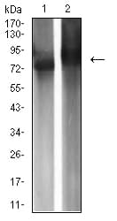 IHC-plus™ IGHM / IgM Antibody (clone 8B9D3)