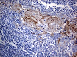 BNIP1 Antibody (clone OTI2G8)