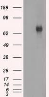 BTK Antibody (clone OTI13E5, Carrier-free)