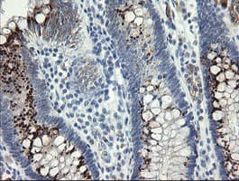 SLA2 / SLAP2 Antibody (clone OTI3E3)