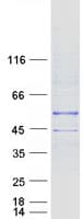 Human ETNK1 / Ethanolamine Kinase 2 Protein (Recombinant Myc-DDK (Flag))