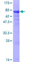 Human ADPGK Protein (Recombinant GST)