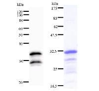 Monoclonal Mouse anti-Human VAX2 Antibody (clone VAX2A8F12, IF, WB)