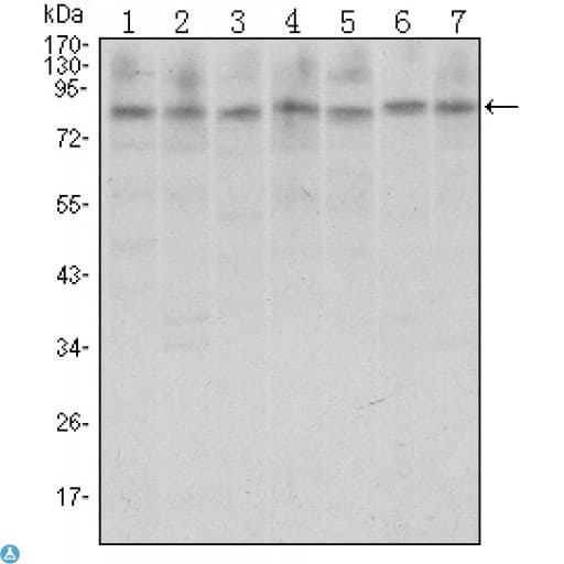 CTCF Antibody