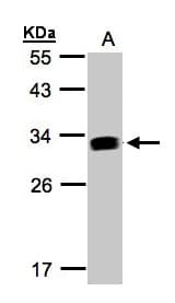 IFI30 / IP30 Antibody (aa14-250)