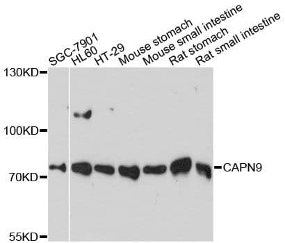 CAPN9 / Calpain 9 Antibody