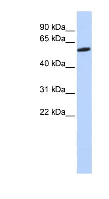 ZNF454 Antibody (aa108-157)