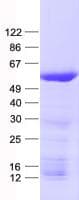 Human SAMM50 Protein (Recombinant His, N-Terminal)