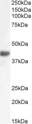 FBXO32 / Fbx32 Antibody (aa70-82)