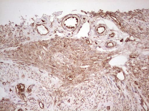 WIBG Antibody (clone OTI5E2, Carrier-free)