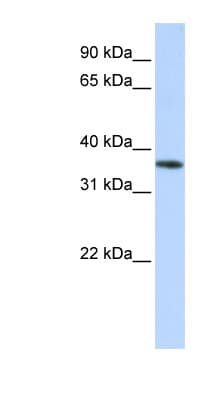 OR13C5 Antibody (C-Terminus)