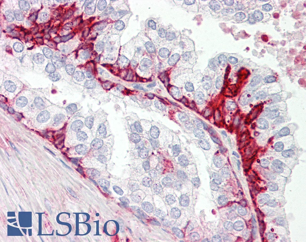IHC-plus™ GPR55 Antibody (C-Terminus)