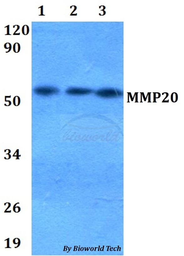 MMP20 Antibody