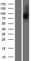 LF / LTF / Lactoferrin Protein (Over-Expression Lysate Myc-DDK (Flag))