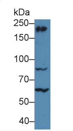 MYH10 Antibody (aa438-716)