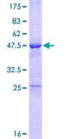 Human TRPT1 Protein (Recombinant GST)