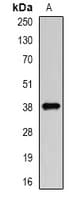 Polyclonal Rabbit anti-Human DCAF7 / WDR68 Antibody (IF, WB)