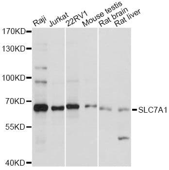SLC7A1 / CAT1 Antibody