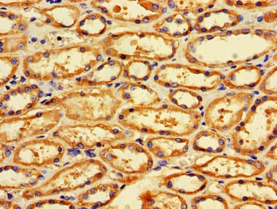 FIS1 Antibody