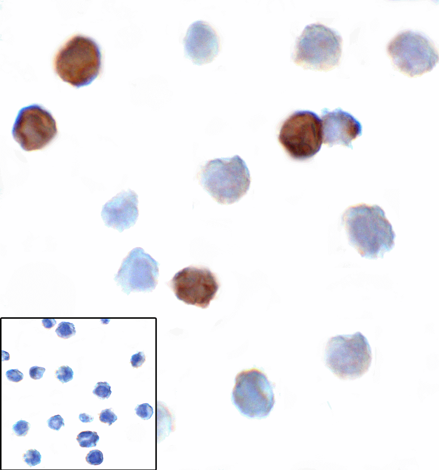 Monoclonal Mouse anti-Human TIGIT Antibody (clone 10B1, IHC, IF)