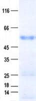 Human MITF Protein (Recombinant His, N-Terminal)