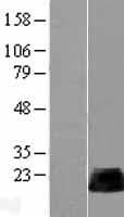 RHOB Protein (Over-Expression Lysate Myc-DDK (Flag))