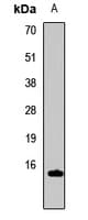 HIST3H3 Antibody