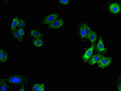 VN1R5 Antibody