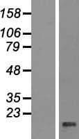 PPP1R11 Protein (Over-Expression Lysate Myc-DDK (Flag))
