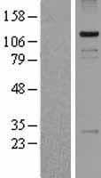 PASD1 Protein (Over-Expression Lysate Myc-DDK (Flag))